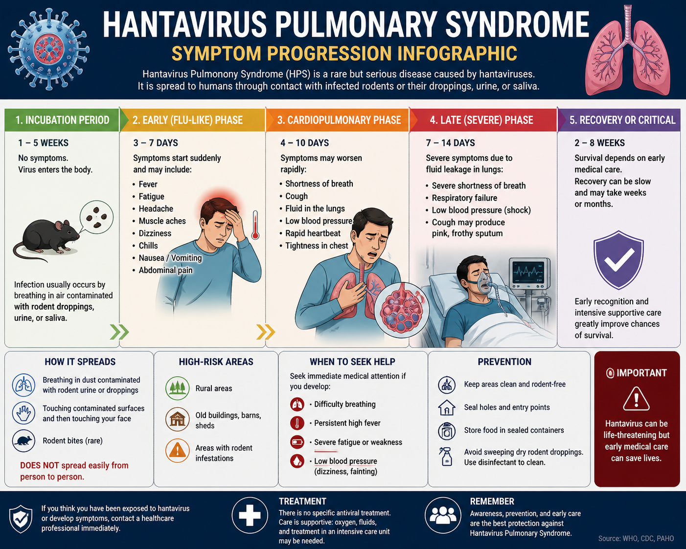 Medical infographic: Hantavirus Pulmonary Syndrome three-stage symptom progression — early, cardiopulmonary, critical — MV Hondius 2026 outbreak reference